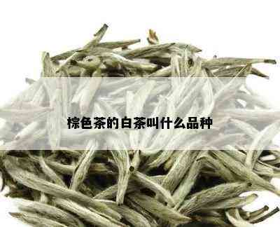 棕色茶的白茶叫什么品种