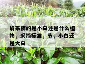 眉采摘的是小白还是什么植物，采摘标准，节，小白还是大白