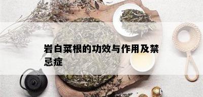 岩白菜根的功效与作用及禁忌症