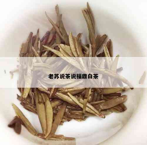 老苏说茶说福鼎白茶