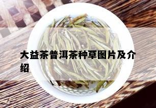 大益茶普洱茶种草图片及介绍