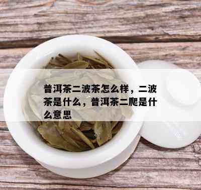 普洱茶二波茶怎么样，二波茶是什么，普洱茶二爬是什么意思