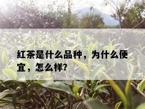 红茶是什么品种，为什么便宜，怎么样？