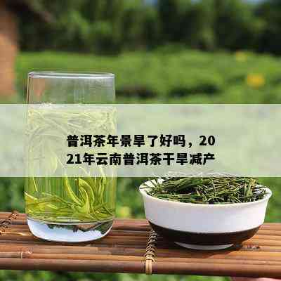 普洱茶年景旱了好吗，2021年云南普洱茶干旱减产