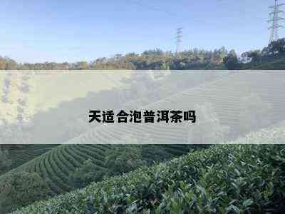 天适合泡普洱茶吗