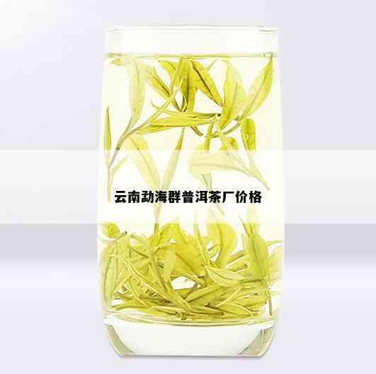 云南勐海群普洱茶厂价格