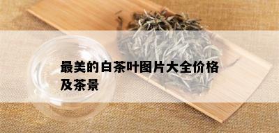 最美的白茶叶图片大全价格及茶景