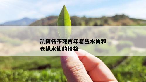 凯捷名茶苑百年老丛水仙和老枞水仙的价格