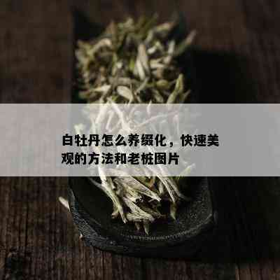 白牡丹怎么养缀化，快速美观的方法和老桩图片