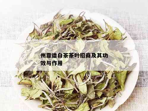 州靠谱白茶茶叶招商及其功效与作用