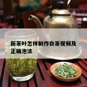 新茶叶怎样制作白茶视频及正确泡法