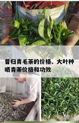 昔归青毛茶的价格、大叶种晒青茶价格和功效