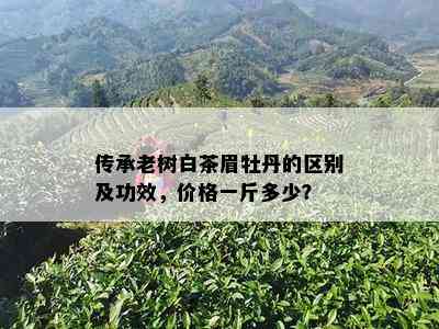 传承老树白茶眉牡丹的区别及功效，价格一斤多少？