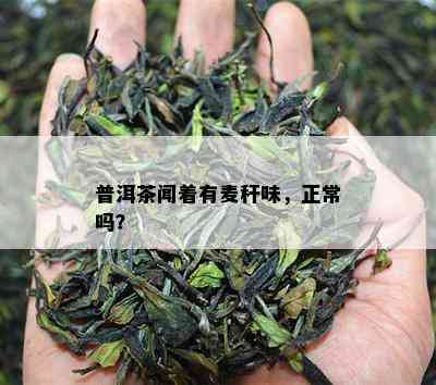 普洱茶闻着有麦秆味，正常吗？