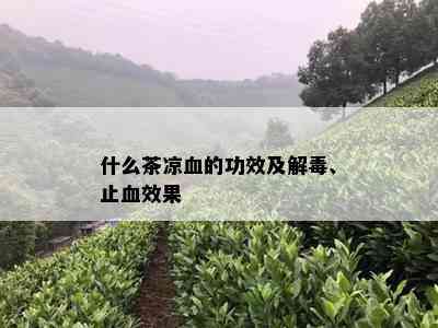 什么茶凉血的功效及解、止血效果