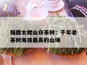 福鼎太姥山白茶树：千年老茶树海拔更高的山场