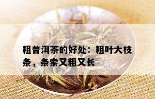 粗普洱茶的好处：粗叶大枝条，条索又粗又长