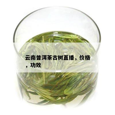 云南普洱茶古树直播，价格，功效