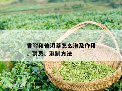 香附和普洱茶怎么泡及作用、禁忌、泡制方法