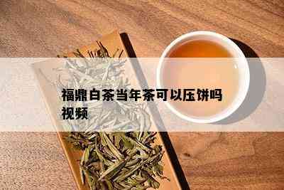 福鼎白茶当年茶可以压饼吗视频