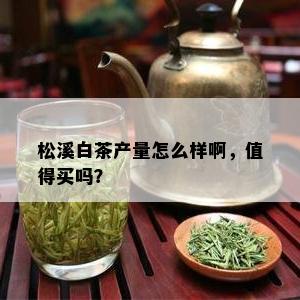 松溪白茶产量怎么样啊，值得买吗？