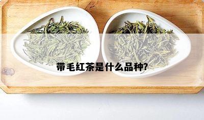 带毛红茶是什么品种？