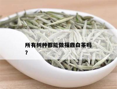 所有树种都能做福鼎白茶吗？