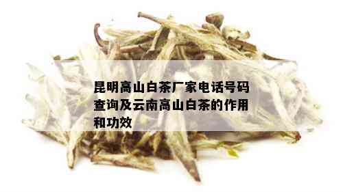 昆明高山白茶厂家电话号码查询及云南高山白茶的作用和功效