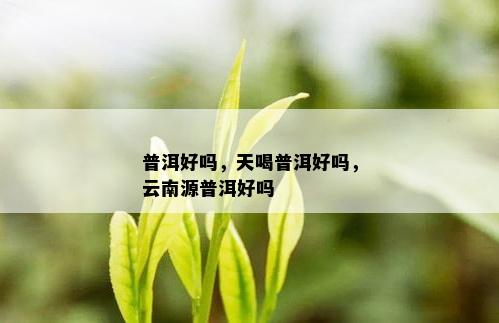 普洱好吗，天喝普洱好吗，云南源普洱好吗