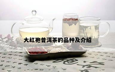 大红袍普洱茶的品种及介绍