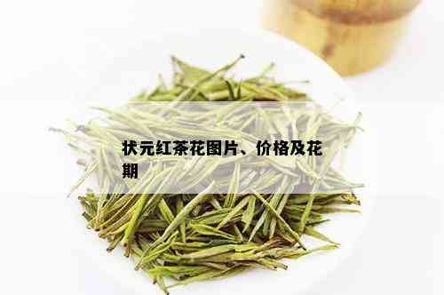 状元红茶花图片、价格及花期