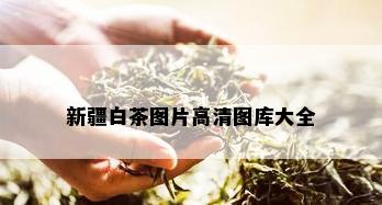 新疆白茶图片高清图库大全