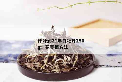 仟叶润21年白牡丹250g：花养殖方法