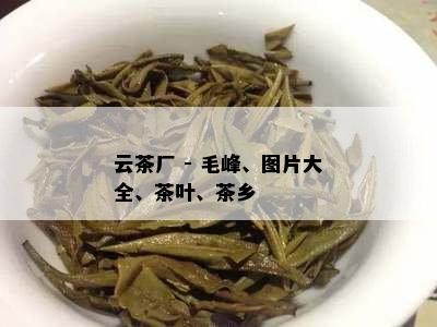 云茶厂 - 毛峰、图片大全、茶叶、茶乡