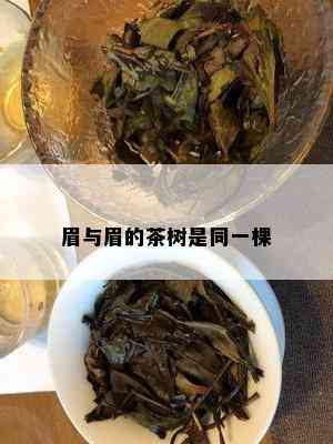 眉与眉的茶树是同一棵