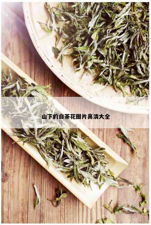 山下的白茶花图片高清大全