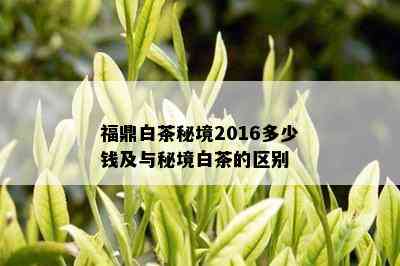 福鼎白茶秘境2016多少钱及与秘境白茶的区别