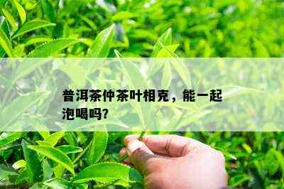 普洱茶仲茶叶相克，能一起泡喝吗？