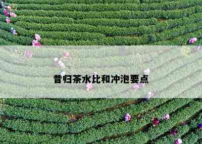 昔归茶水比和冲泡要点