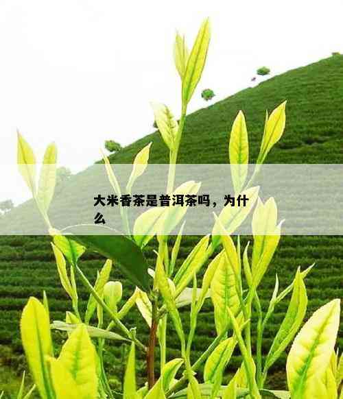 大米香茶是普洱茶吗，为什么