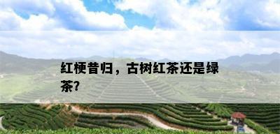 红梗昔归，古树红茶还是绿茶？