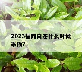 2023福鼎白茶什么时候采摘？