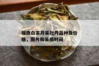 福鼎白茶开采牡丹品种及价格，图片和采摘时间