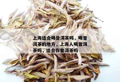 上海适合喝普洱茶吗，喝普洱茶的地方，上海人喝普洱茶吗，适合存普洱茶吗