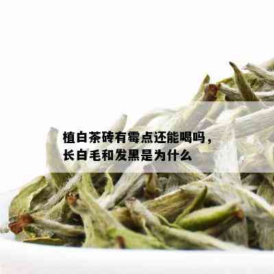 植白茶砖有霉点还能喝吗，长白毛和发黑是为什么