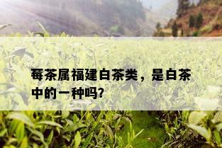 莓茶属福建白茶类，是白茶中的一种吗？