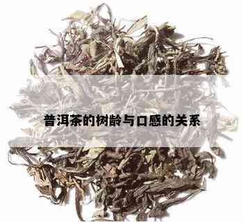 普洱茶的树龄与口感的关系