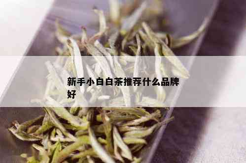 新手小白白茶推荐什么品牌好