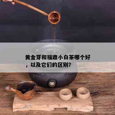 黄金芽和福鼎小白茶哪个好，以及它们的区别？