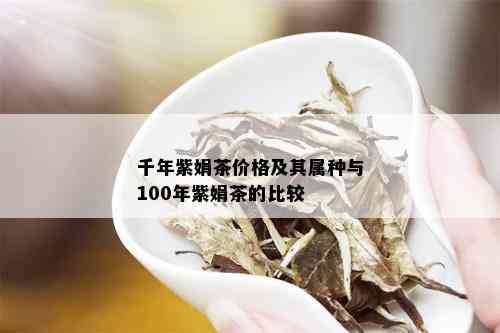 千年紫娟茶价格及其属种与100年紫娟茶的比较